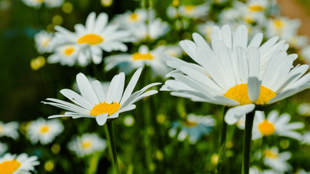 chamomile companion plants