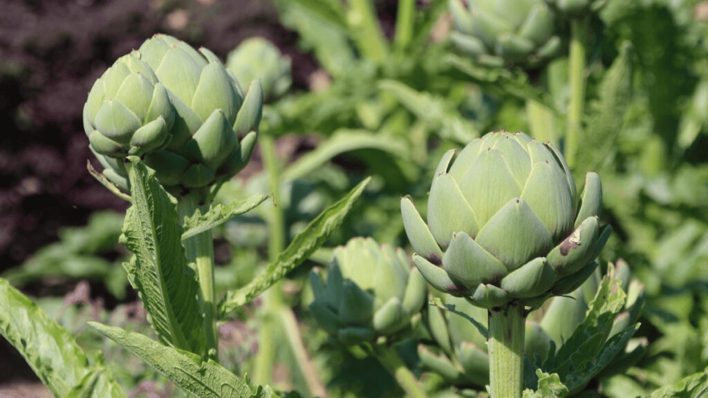 companion plants for artichoke