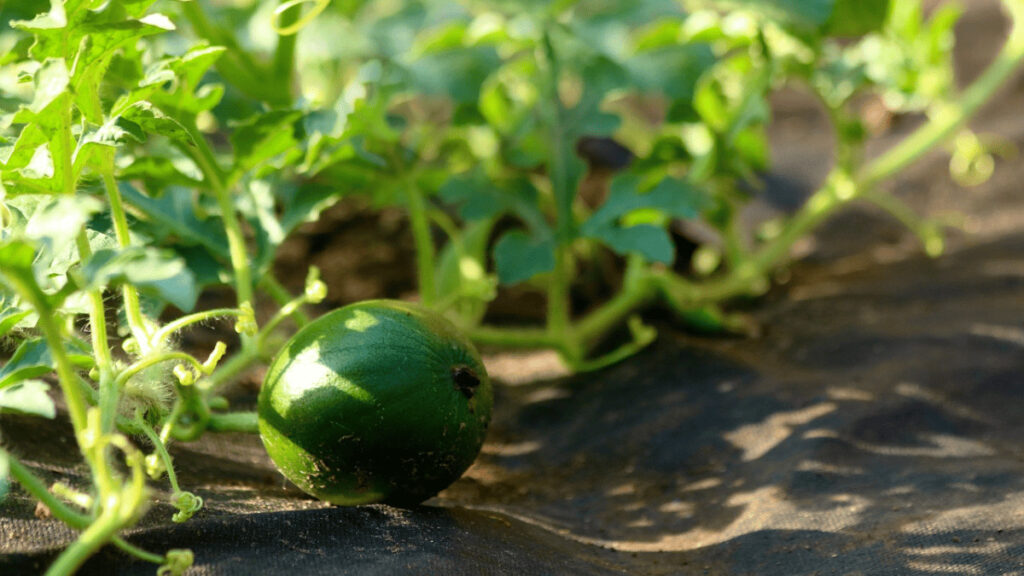 companion plants for cantaloupe