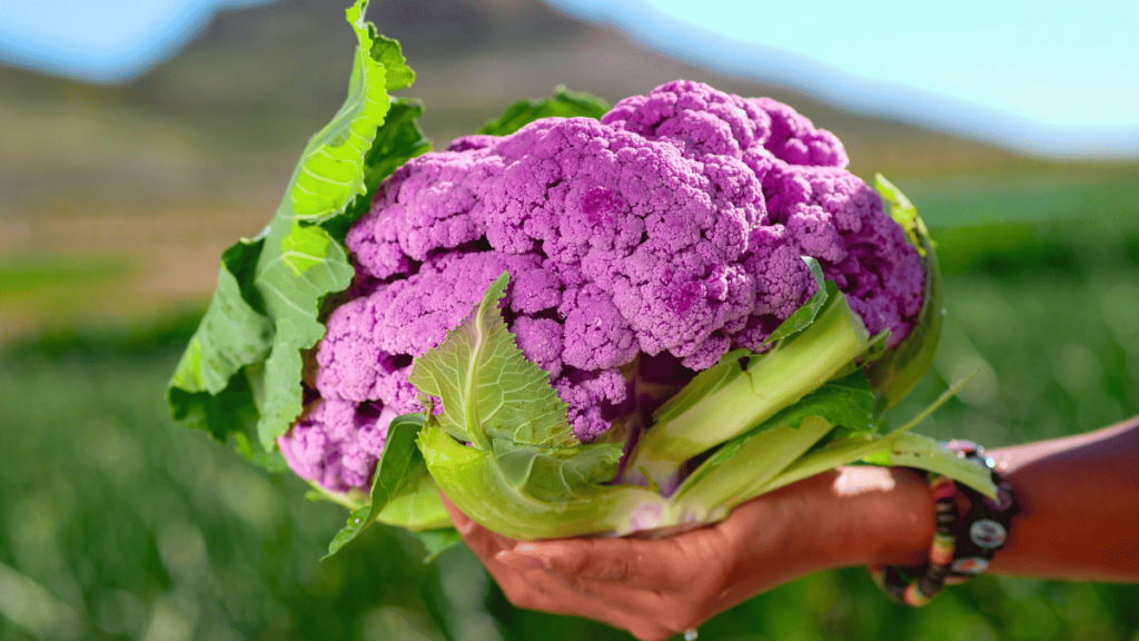 companion plants for cauliflower