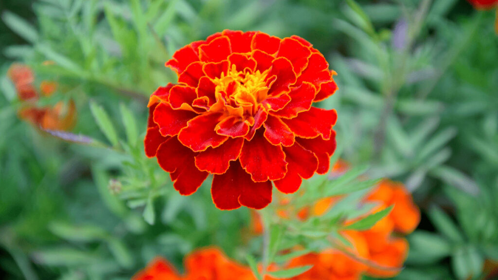 companion plants for marigolds