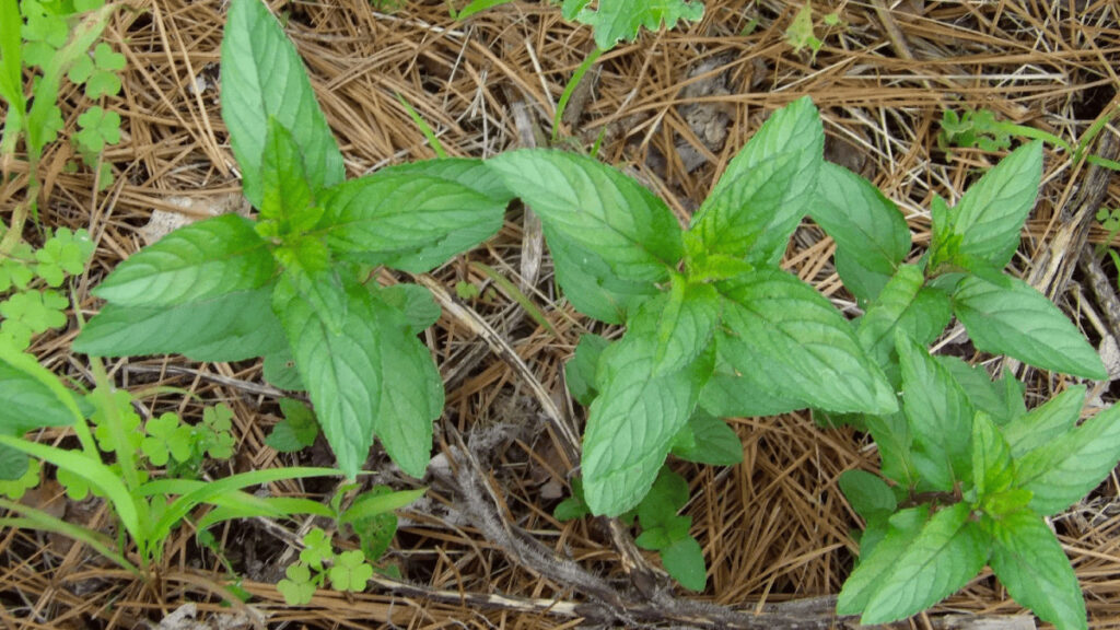 companion plants for mint