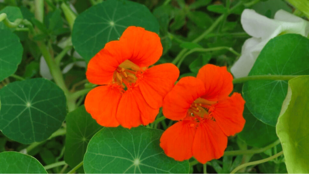 companion plants for nasturtium