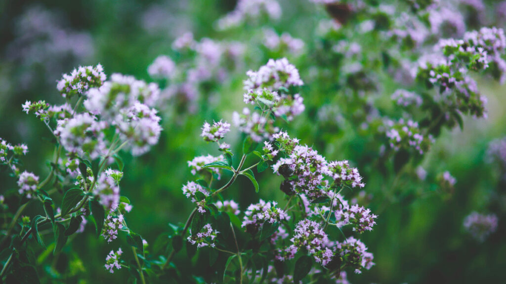 companion plants for oregano