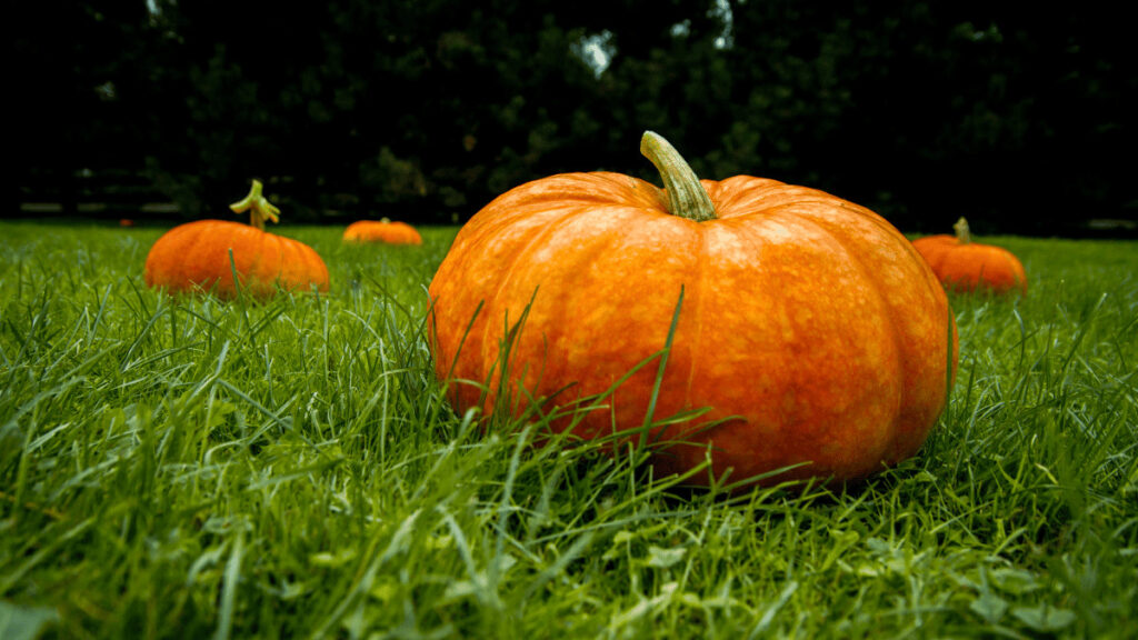 companion plants for pumpkins