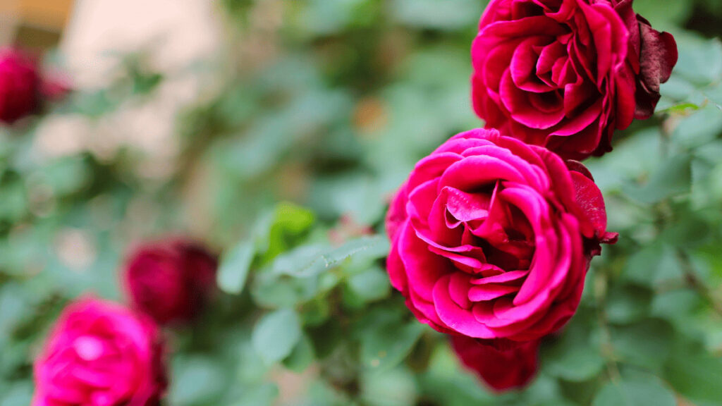 companion plants for roses