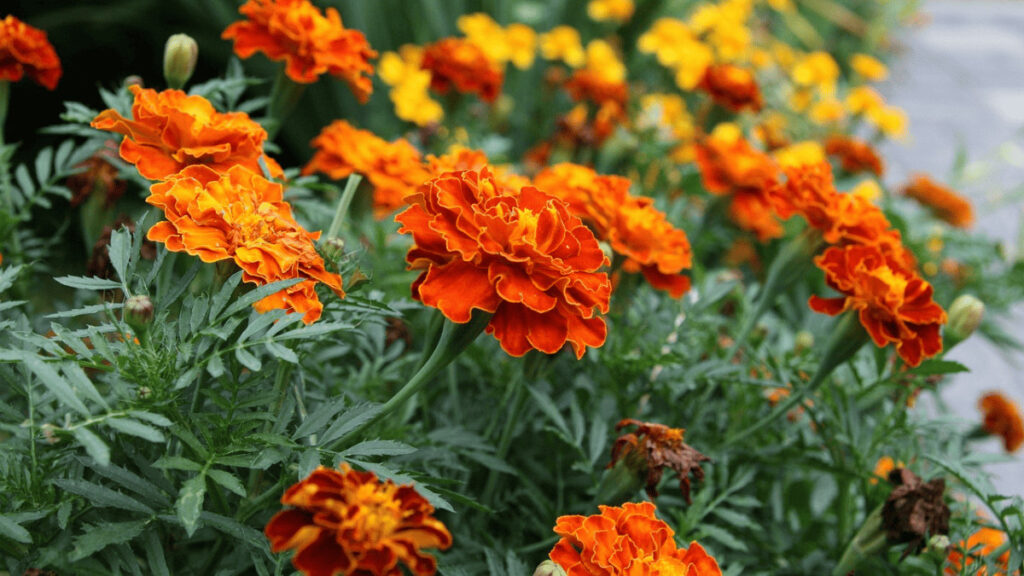 marigold companion planting