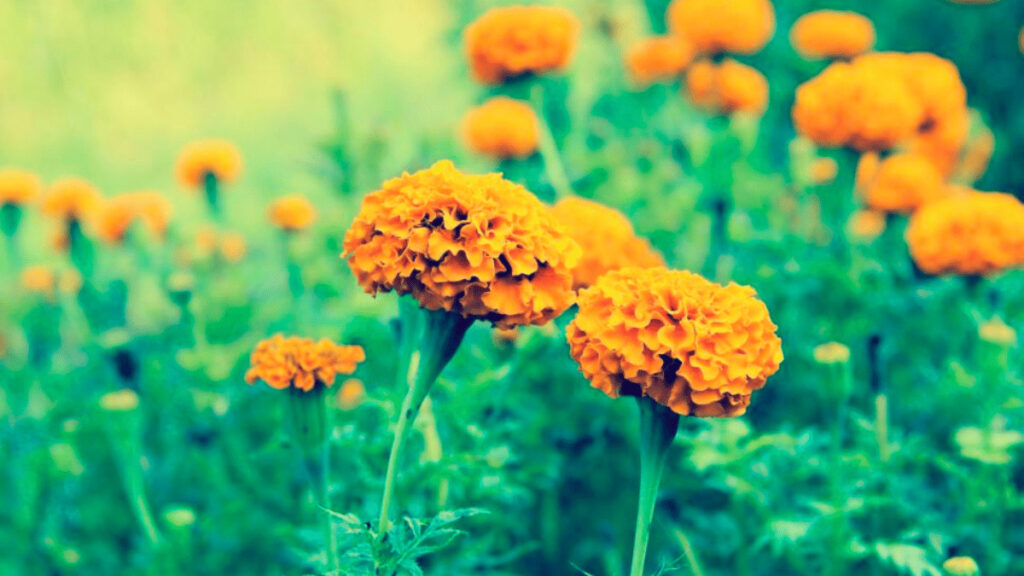 marigold companion plants