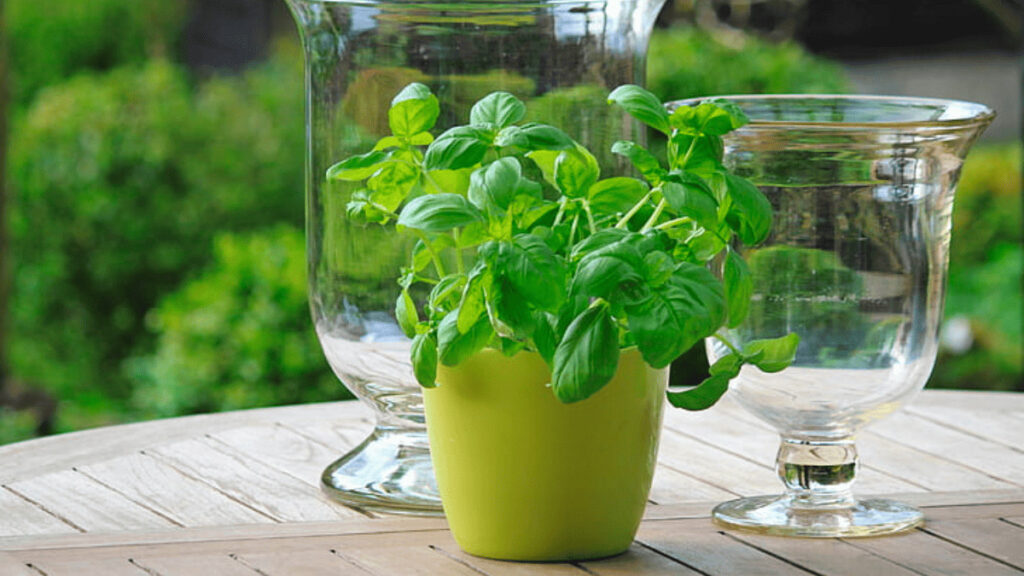 mint companion planting