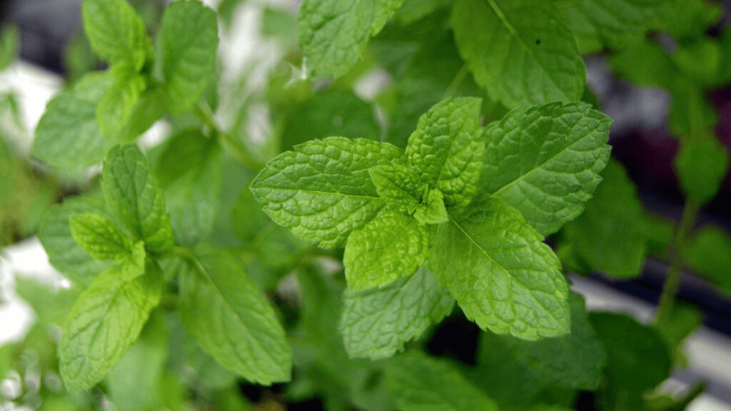 mint companion plants