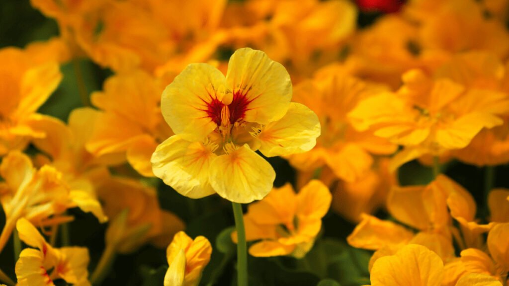 nasturtium companion planting