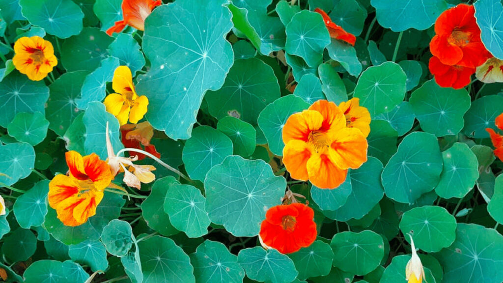 nasturtium companion plants