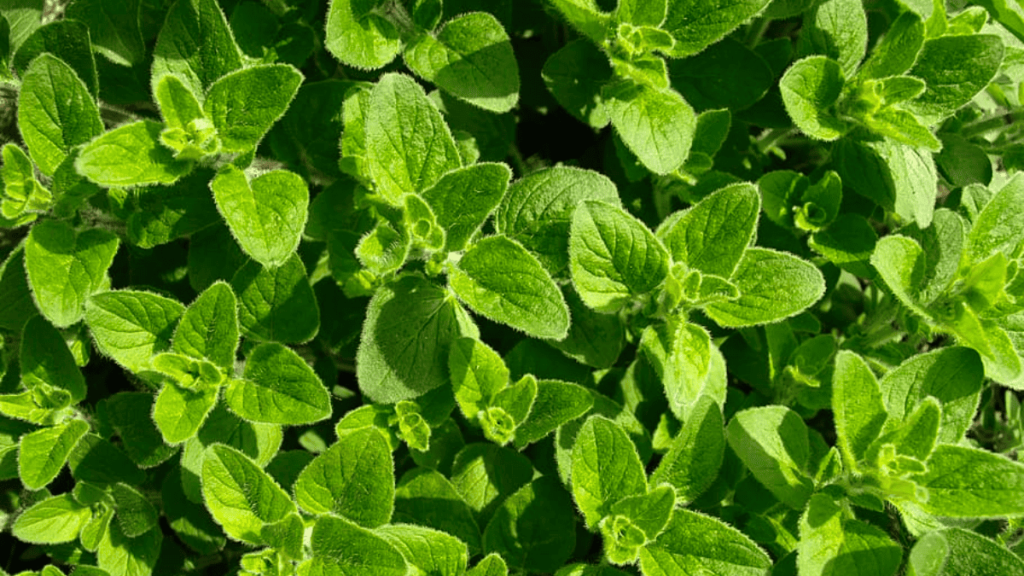 oregano companion planting