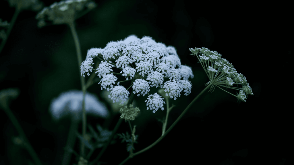 parsley companion planting