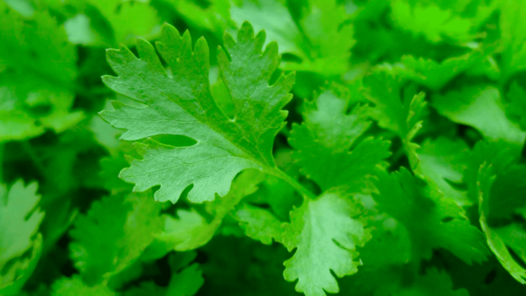 parsley companion plants