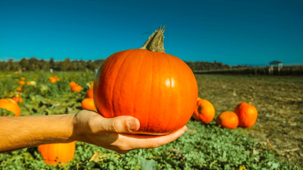 pumpkin companion plants