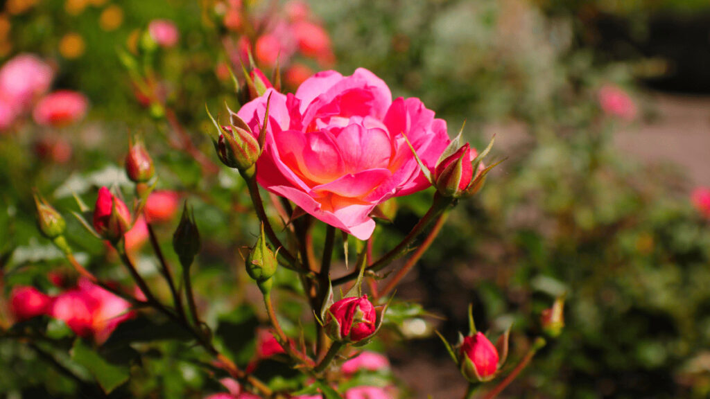 rose companion planting
