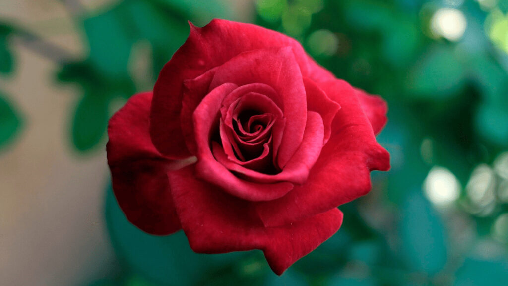 rose companion plants