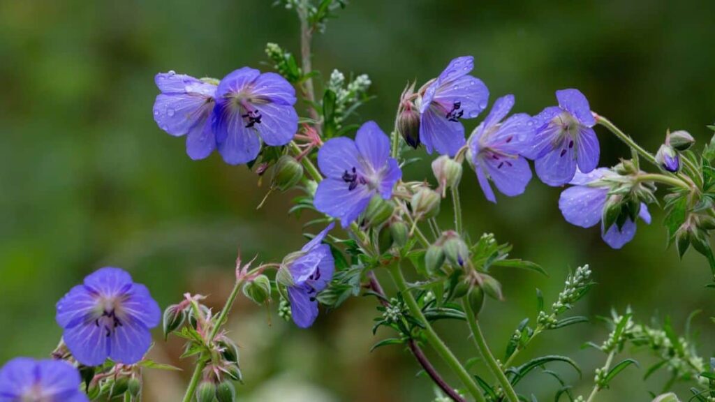 close-up of pretty purple Meadow crane's bill flowers