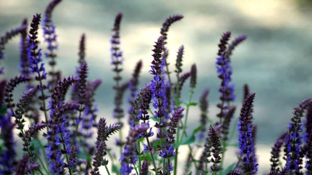 lovely purple Salvia farinacea flowers growing outdoors