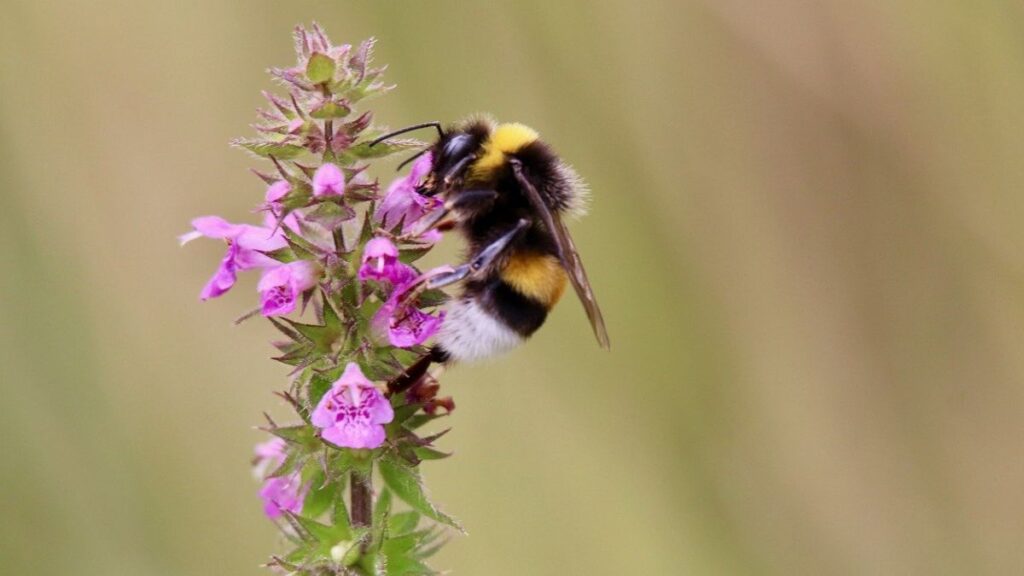 closeup of bee pollinating Stachys monieri flower