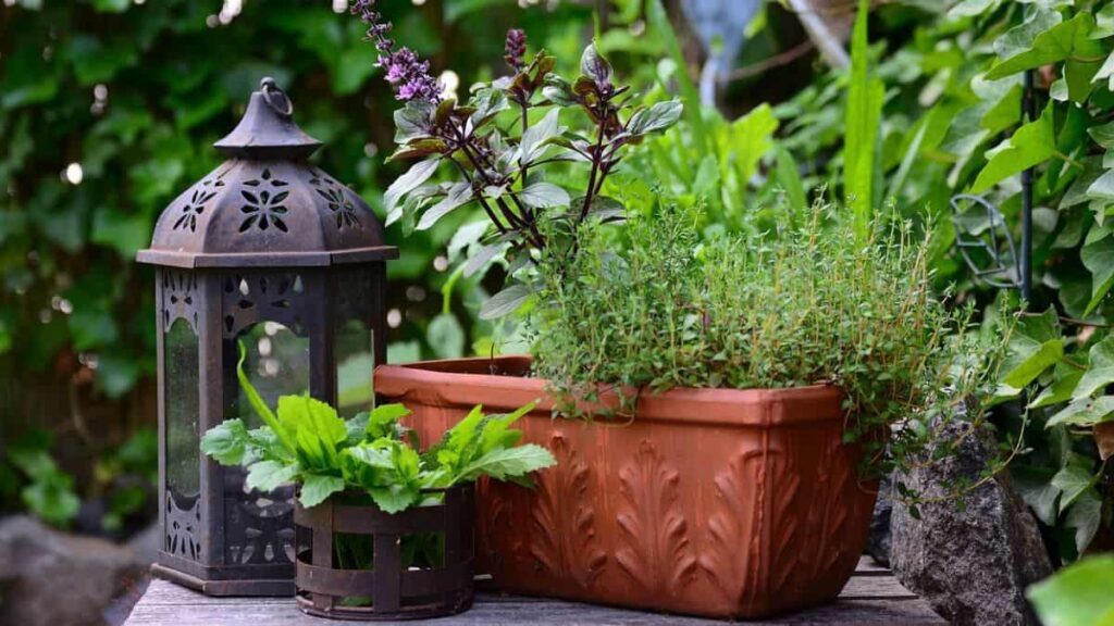 pots containing various herbs, including thyme and basil, with a lantern next to them