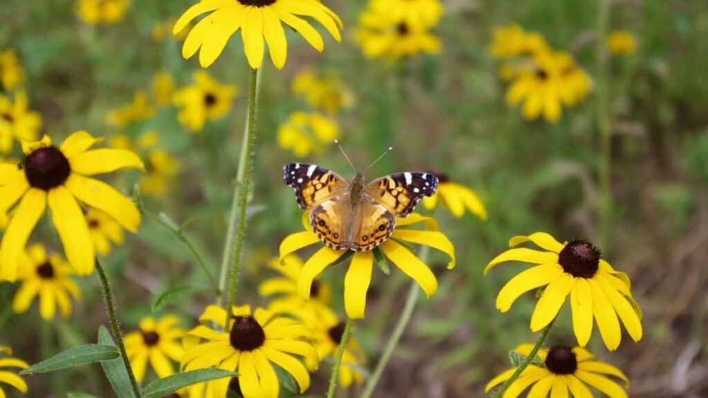 a group of bright yellow black-eyed Susan flowers on a sunny day, with a butterfly settled on one in the middle