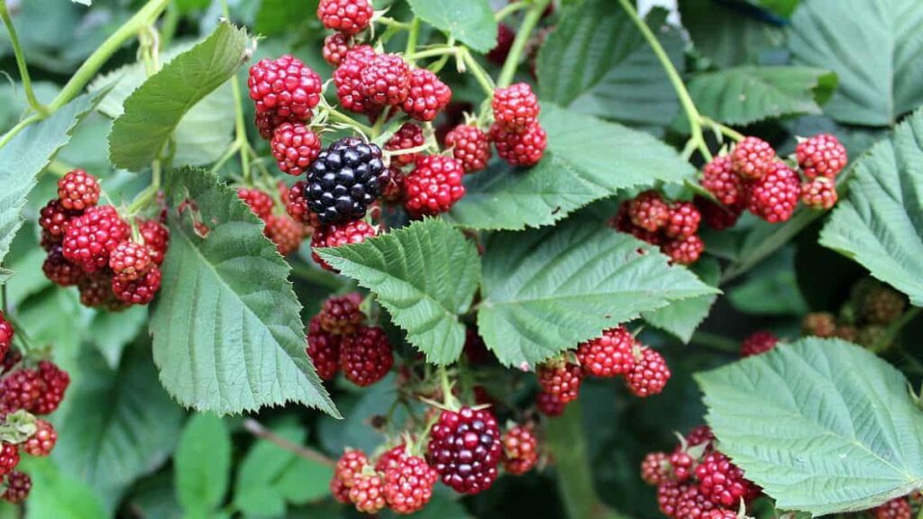 blackberry companion planting - blackberries growing in the garden amidst lots of leaves