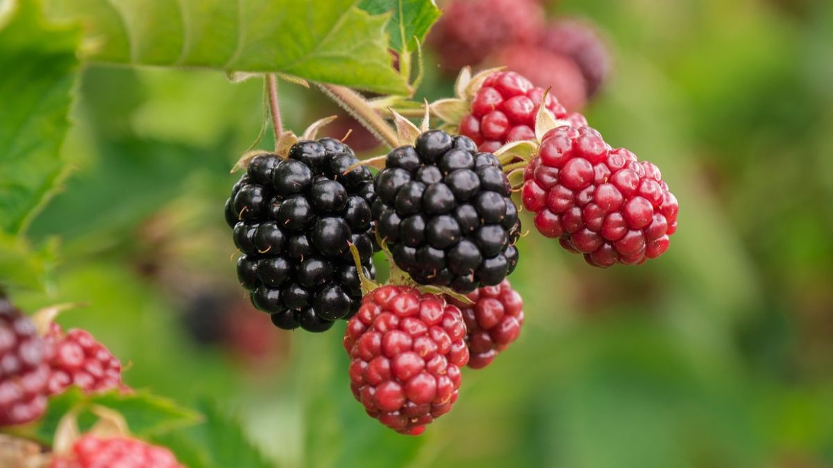 blackberry companion plants - closeup of rich dark red and light red blackberries growing on a vine