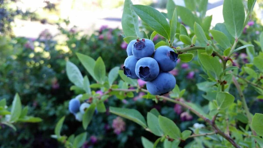 close up of a cluster of blueberries growing in a garden