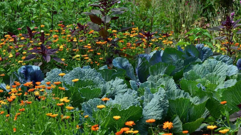 cabbage growing amidst beautiful yellow and orange flowers in a garden