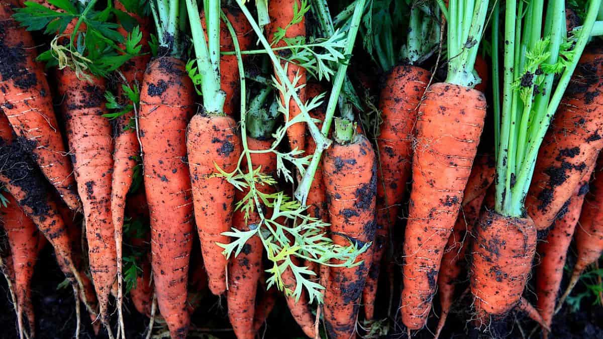 carrot companion plants - a bunch of carrots with soil still on them, having just been pulled from the earth
