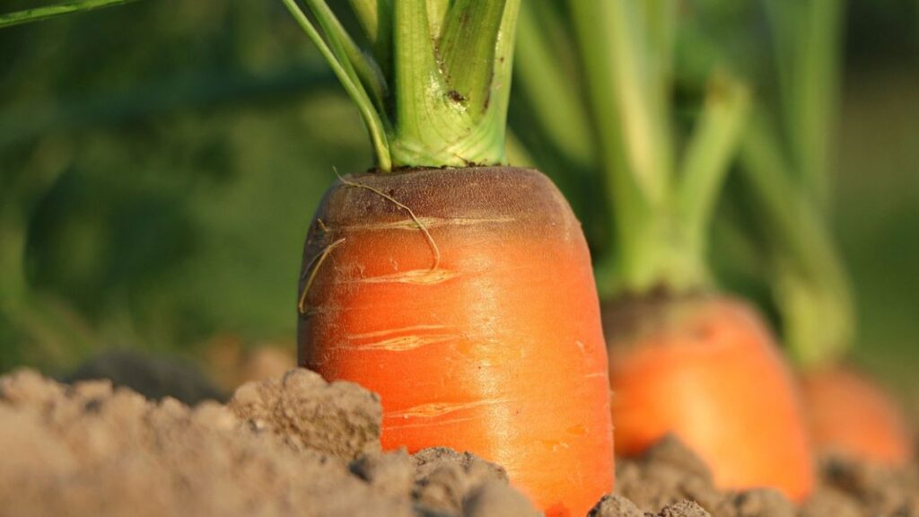 close up of healthy carrot growing in the ground near other carrots