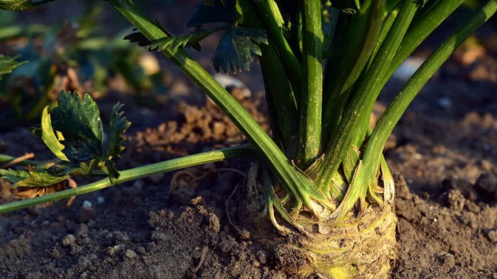 celery companion plants - well-established celery plant growing in healthy soil