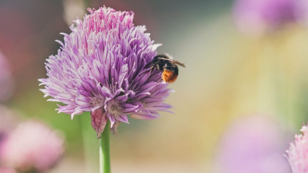 closeup of bumblebee pollinating flowering chive plant