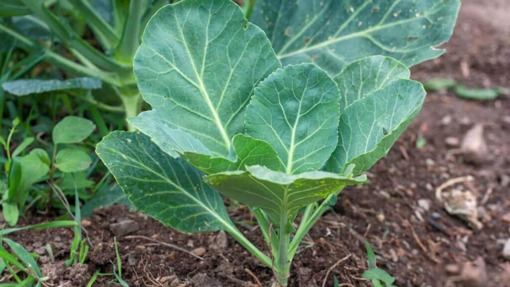 healthy new collard plant growing in the ground