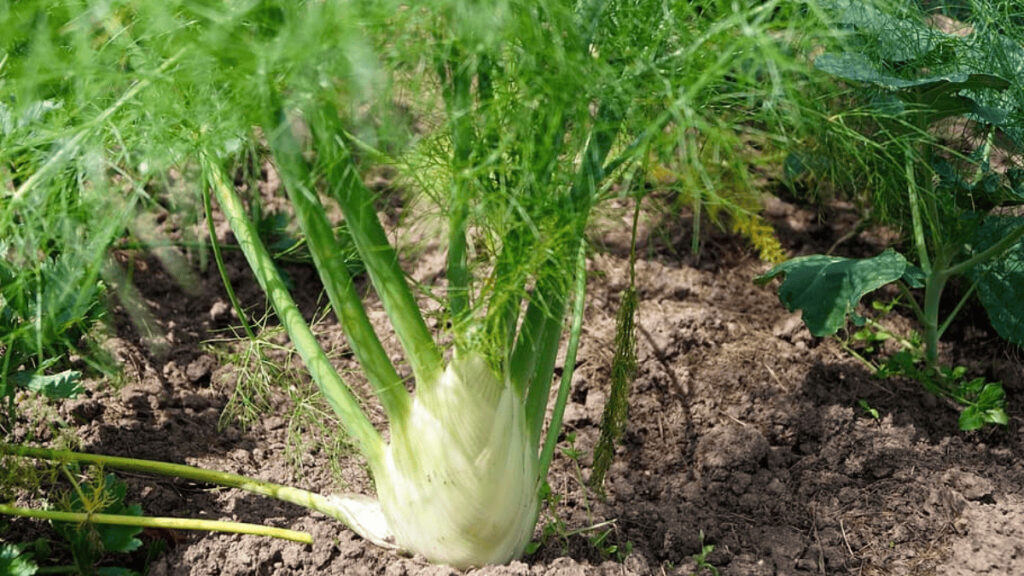 companion plants for fennel
