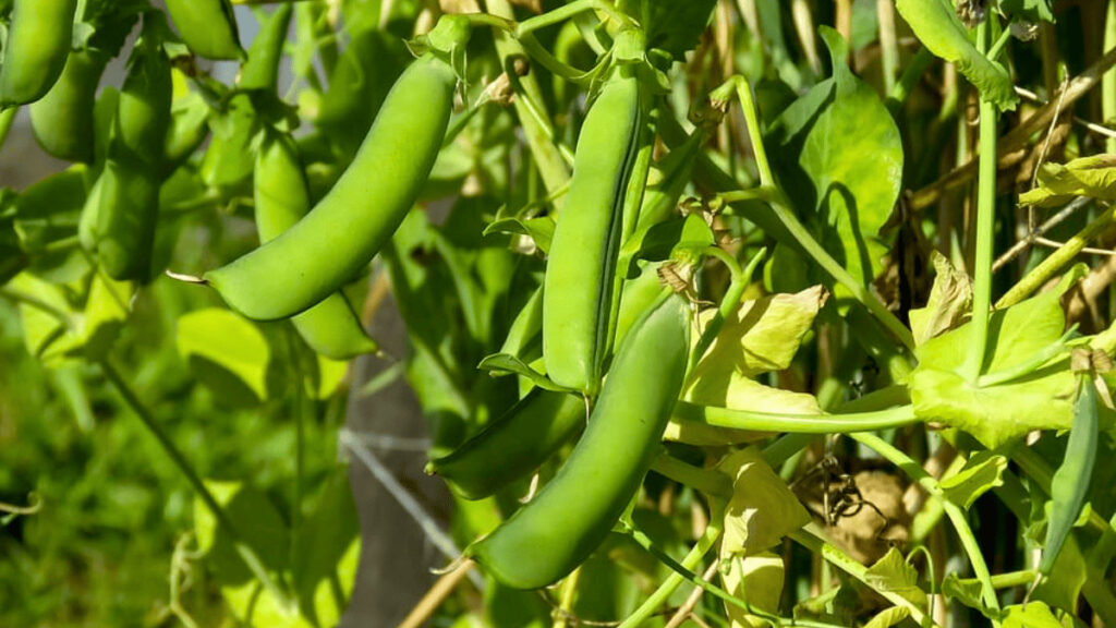 companion plants for peas