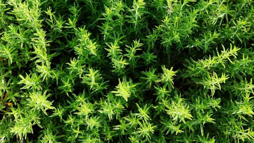companion plants for thyme - closeup of healthy thyme plant