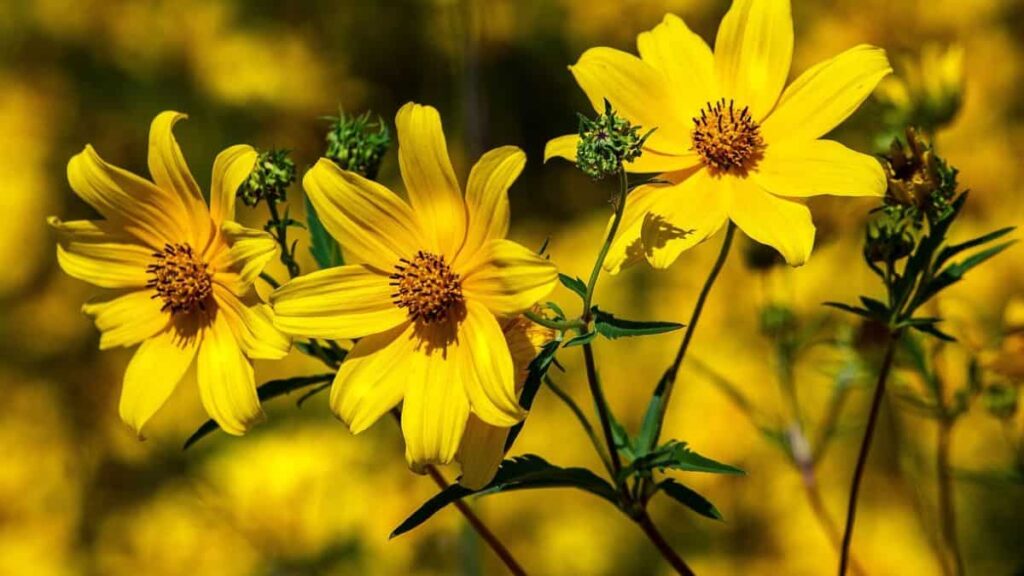 row of bright yellow coreopsis (tickseed) flowers