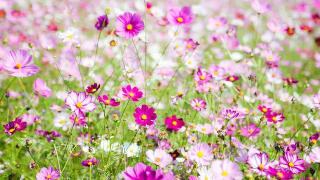 beautiful cosmos flowers in various shades of pink growing in a field