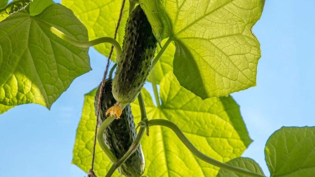 cucumber vegetables growing on a healthy green plant