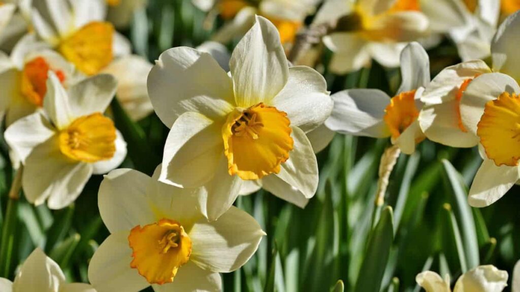 beautiful white daffodil blossoms in a field on a sunny day