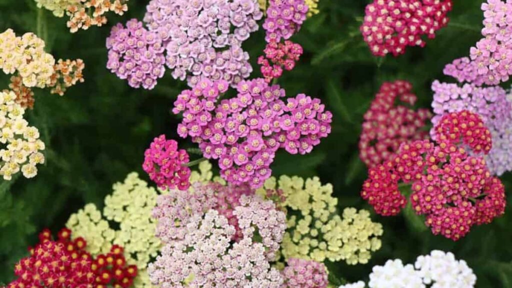 dark pink, light pink, and yellow yarrow flowers