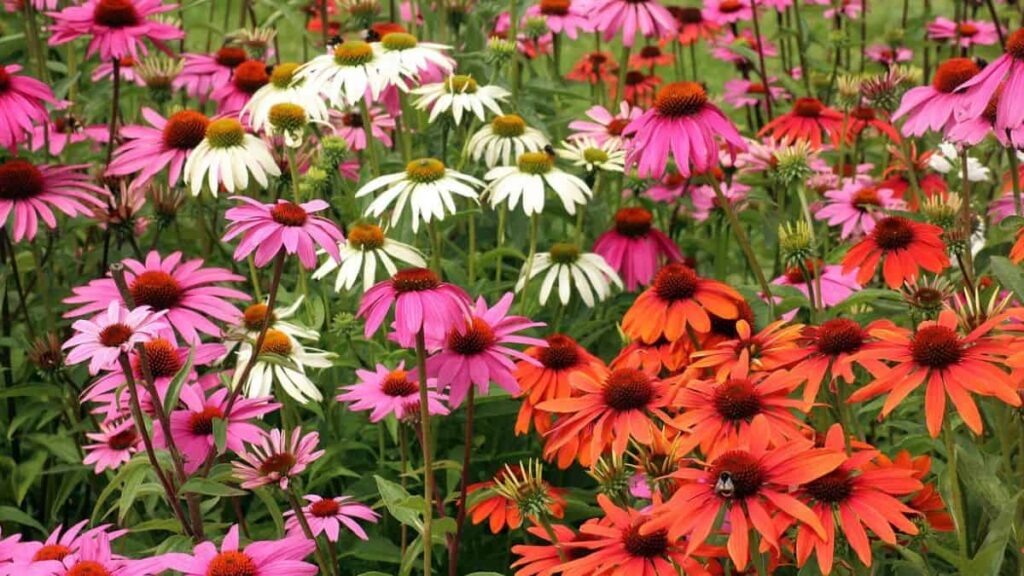 echinacea companion plants - echinacea flowers growing in a field, in a range of different colors