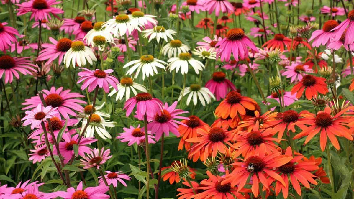 echinacea companion plants - echinacea flowers growing in a field, in a range of different colors