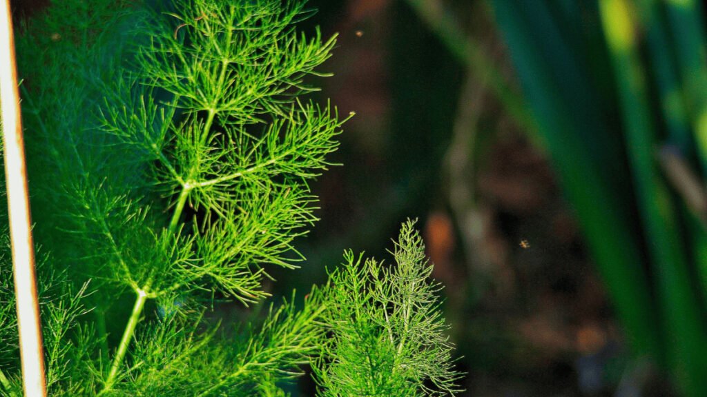 fennel companion planting