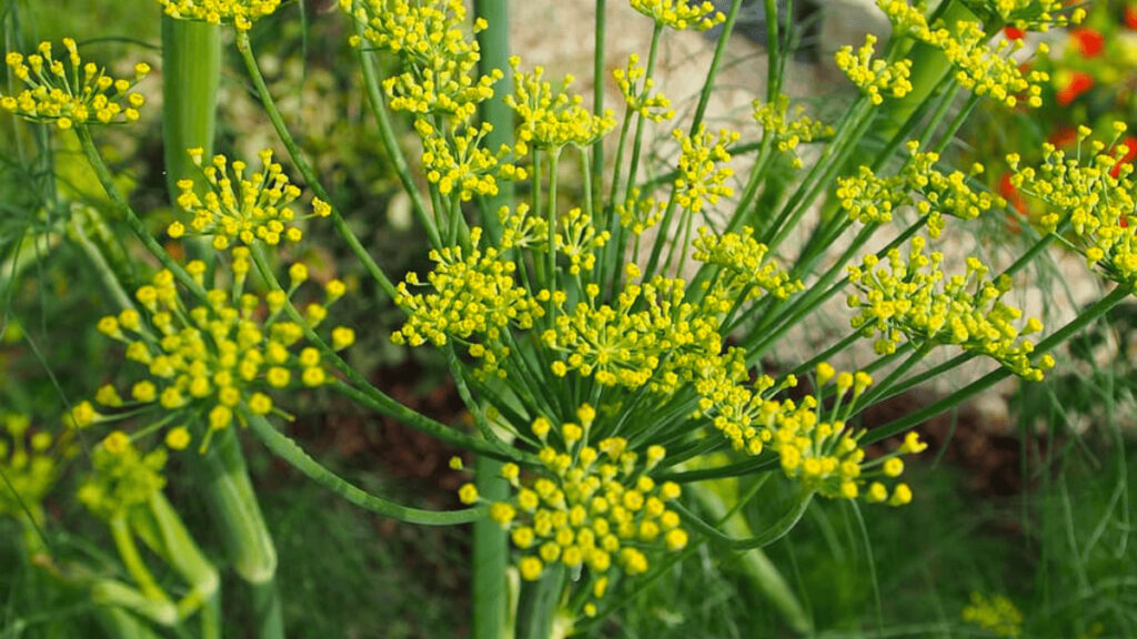 fennel companion plants