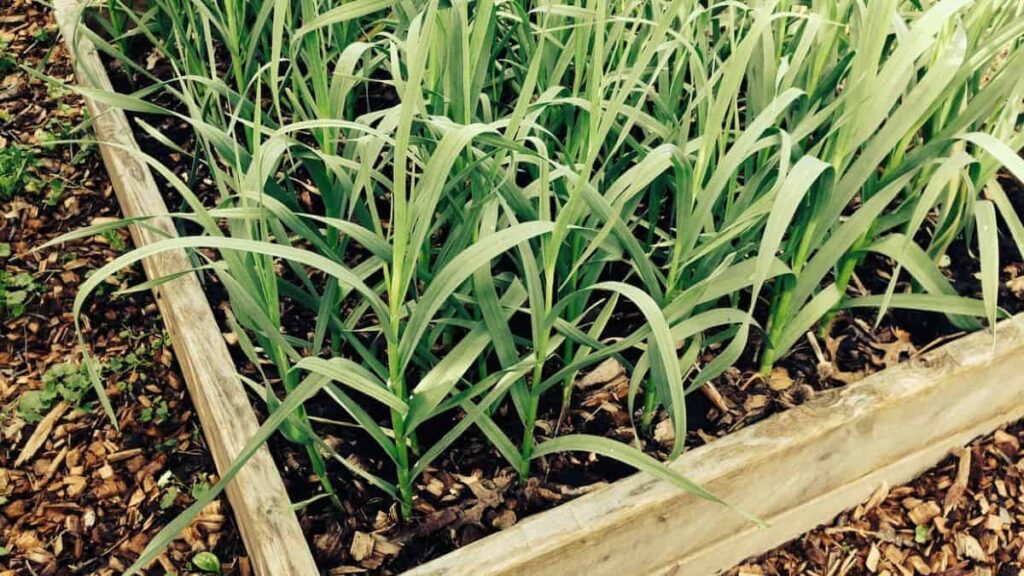 garlic sprouting in a vegetable garden with a wooden border