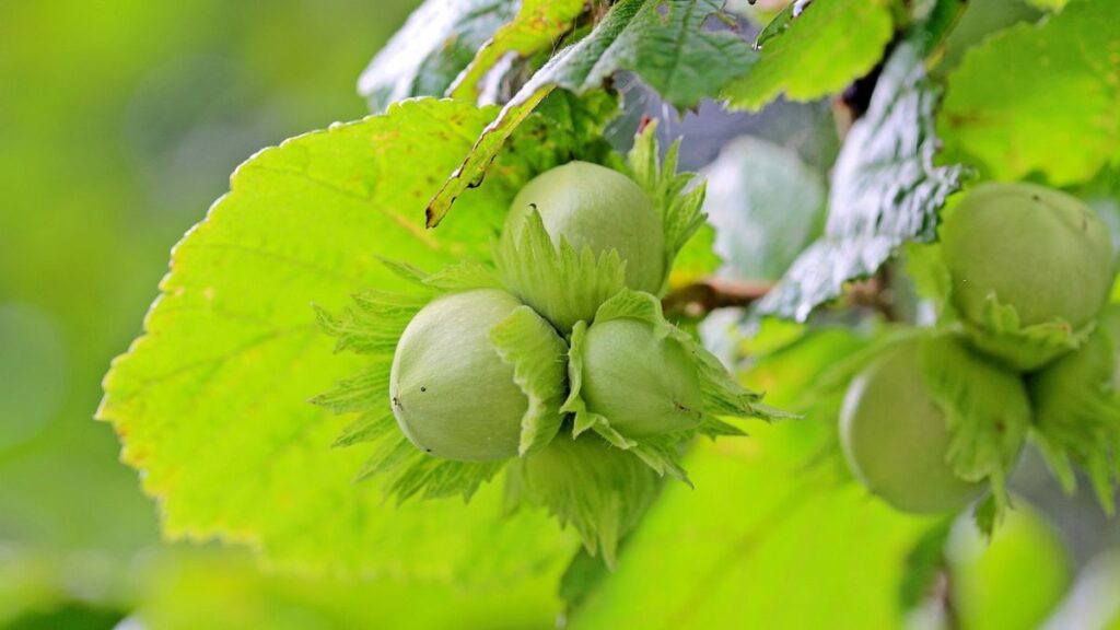 closeup of hazelnuts growing on a bush